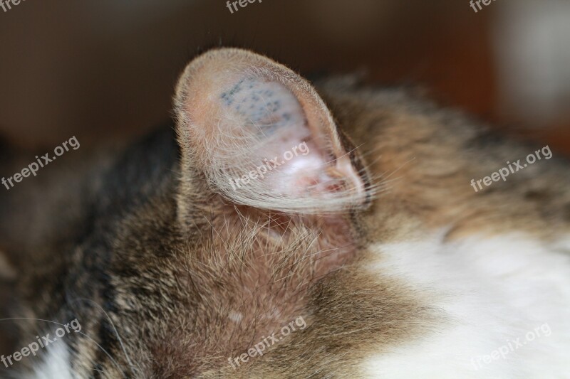 Cat Ear Pet Fur Domestic Cat