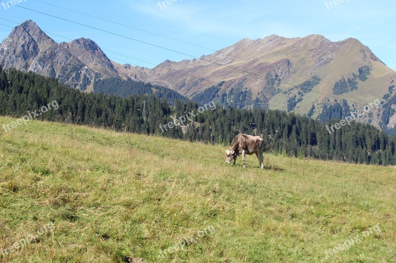 Alpine Mountains Cow Pasture Free Photos