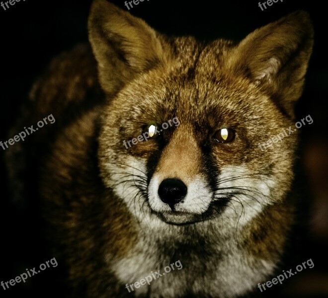 Fox Red Fox Night Wildlife Animal