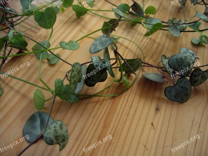 Plant Houseplant Ceropegia Woodii Flower Chandelier Asclepiadoideae