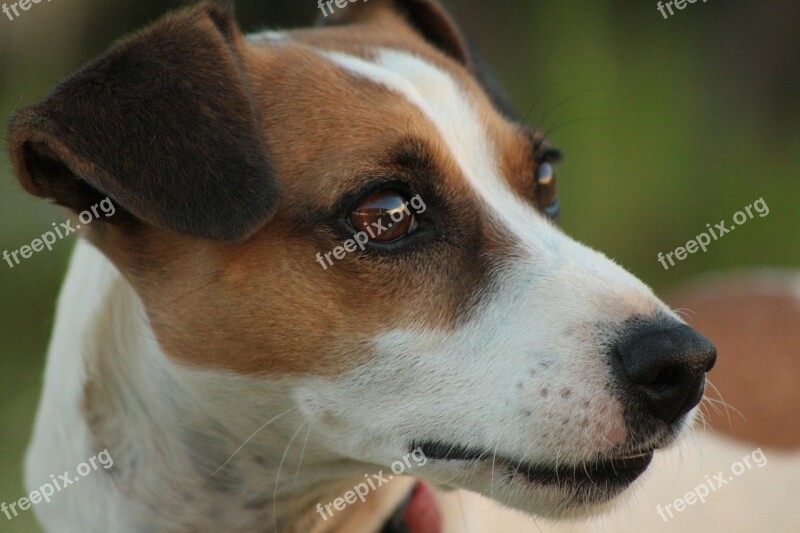 Dog Jack Russell Terrier Canine Purebred