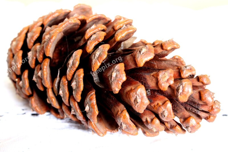 Cone Pine Fruit Pinheiro Free Photos