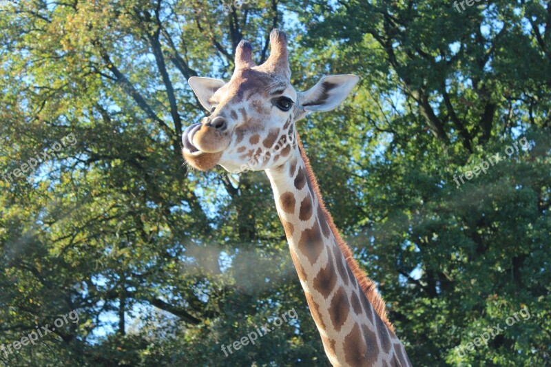 Giraffe Rothschild Giraffe Camelopardalis Rothschildi Animals