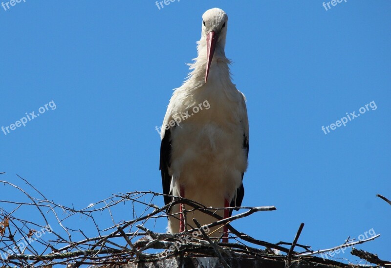 Storks White Stork Mountain Husen Stork Village Bird