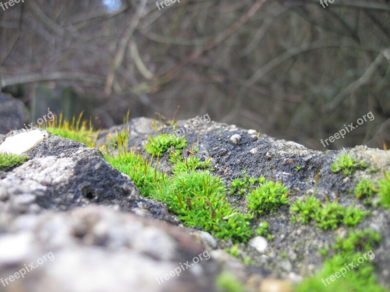 Moss Wall Stone Nature Green