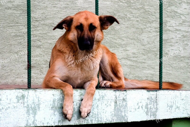 Dog Schäfer Dog German Shepherd Rest Free Photos