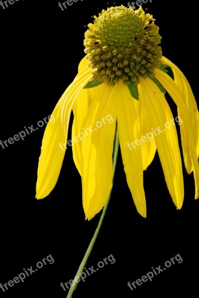 Coneflower Yellow Macro Bright Free Photos