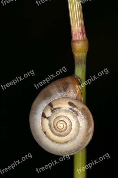 Snail Macro Close Up Halm Grass