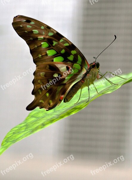 Butterfly Macro Butterflies Insect Free Photos