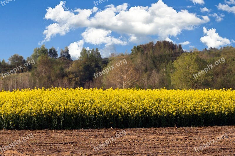 Oilseed Rape Field Clouds Free Photos