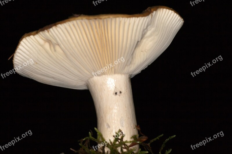 Mushroom Macro Mushroom Plates Autumn Free Photos