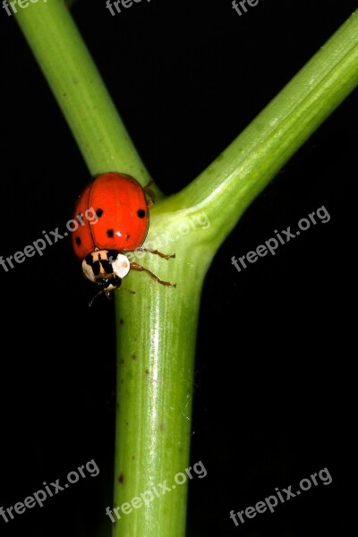 Ladybug Macro Coccinellidae Insect Free Photos