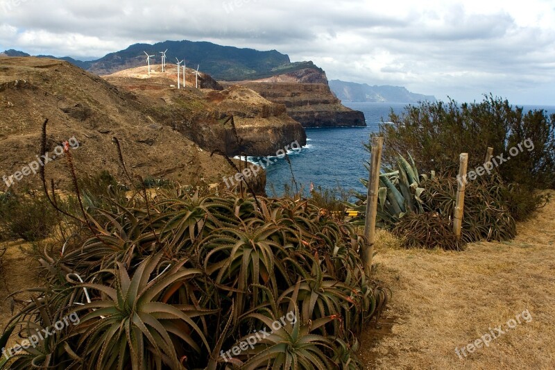 Madeira Landscape South Coast Rocky Coast Aloe Vera