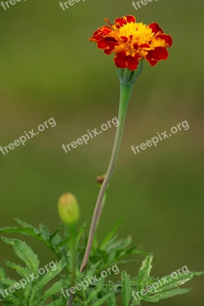 Flower Marigold Macro Garden Free Photos