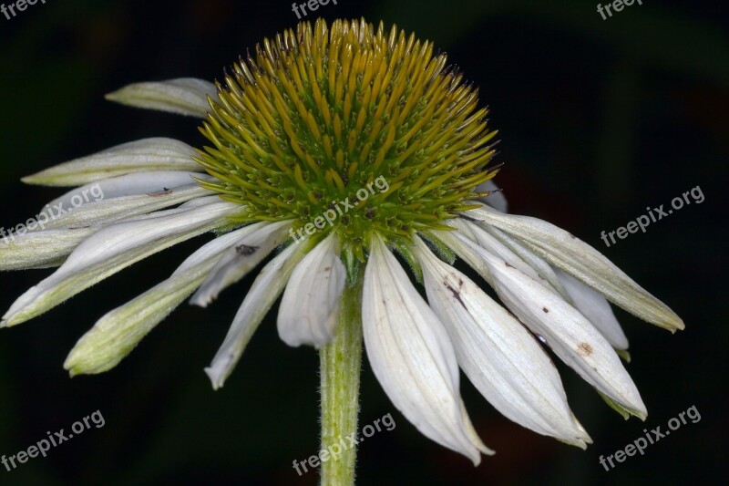 Echinacea Macro White Coneflower Flower