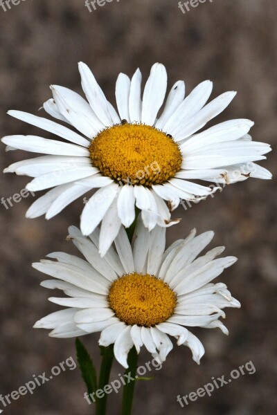 Flowers Margaret White Plant Nature