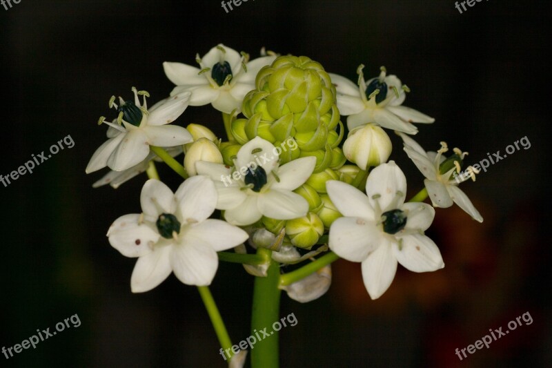 Lily Macro Lilies White Blossomed