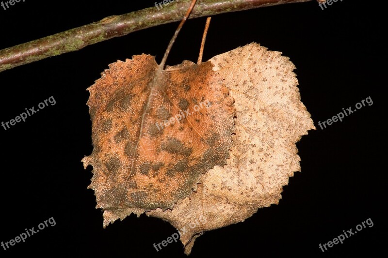 Tree Leaf Leaf Dry Brown Forest