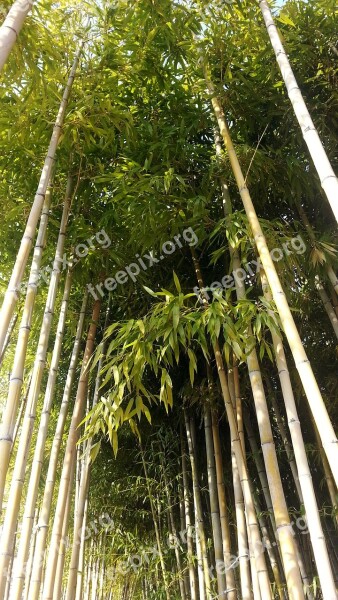 Nature Bamboo Forest Bamboo Forest Plants