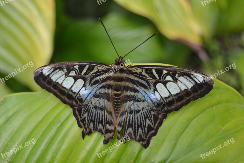 Butterfly Nature Picture Free Photos