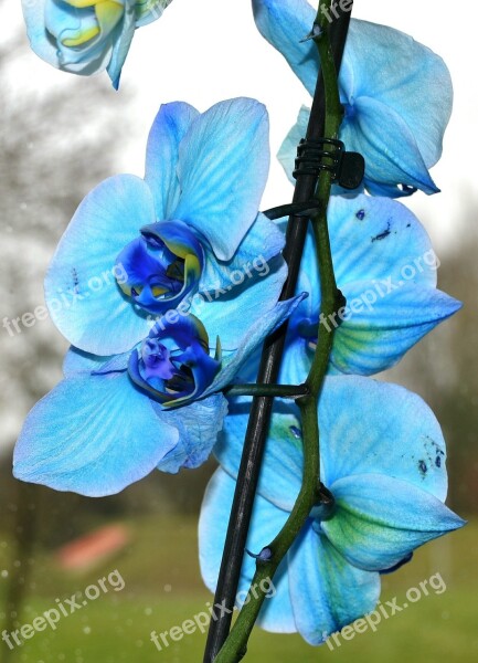 Orchid Flower Blue Orchid Blue Nature