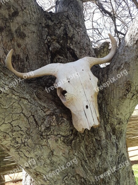 Scull Dead Animal Carcass Free Photos