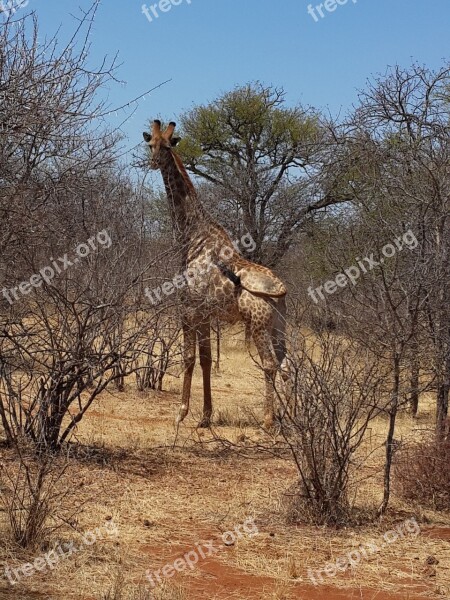 Giraffe Wildlife Bush Africa Free Photos