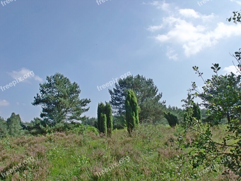 Heide Heathland Nature Heather Lüneburg