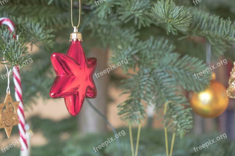 Star Poinsettia Red Christmas Adventsstern