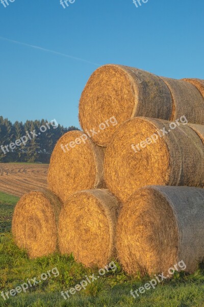 Straw Straw Bales Round Bales Agriculture Bale