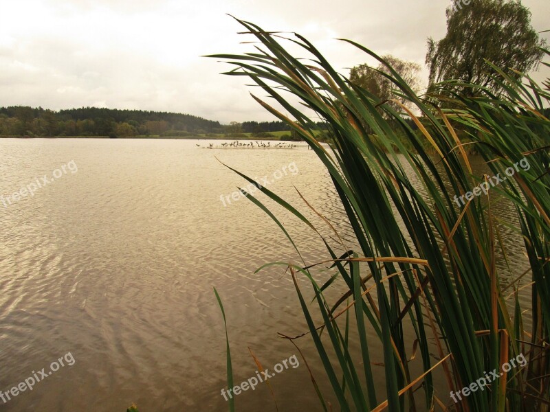 South Bohemia Lake Reeds Free Photos