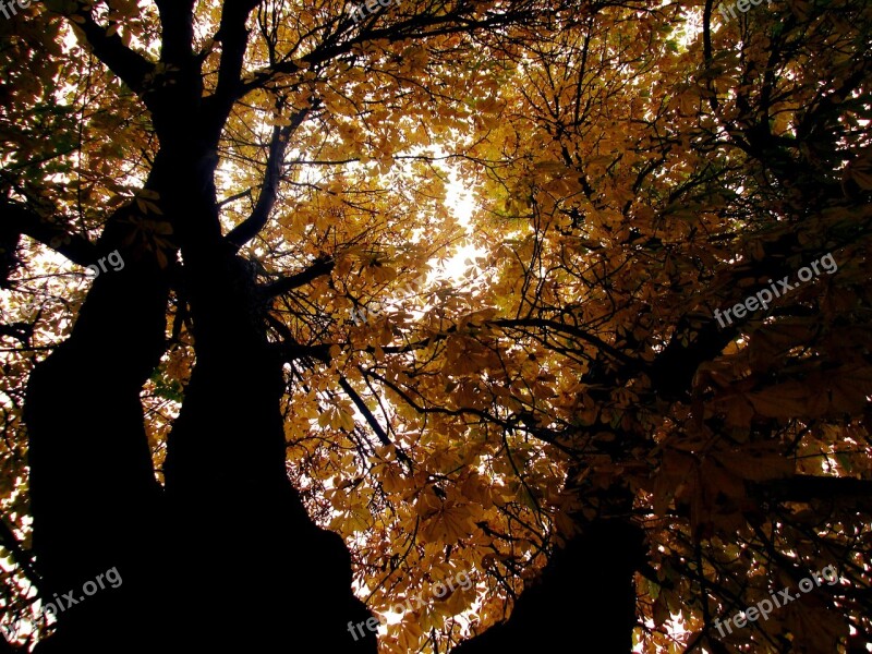 Autumn Leaves Color Golden Autumn Autumn Leaves