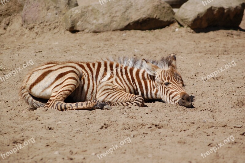 Zebra Sand Rest Free Photos