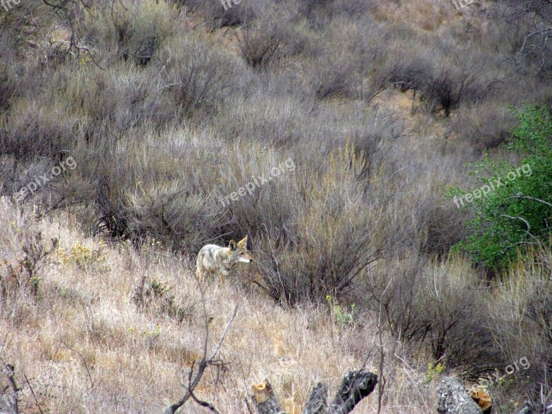 Coyote Wild Nature Canine Predator