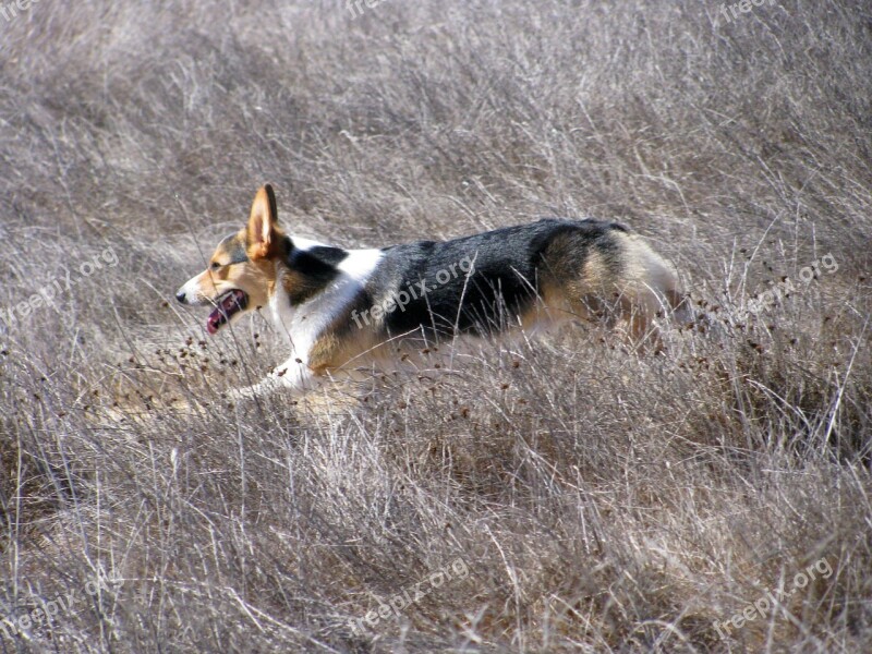 Dog Running Corgi Sagebrush Pet