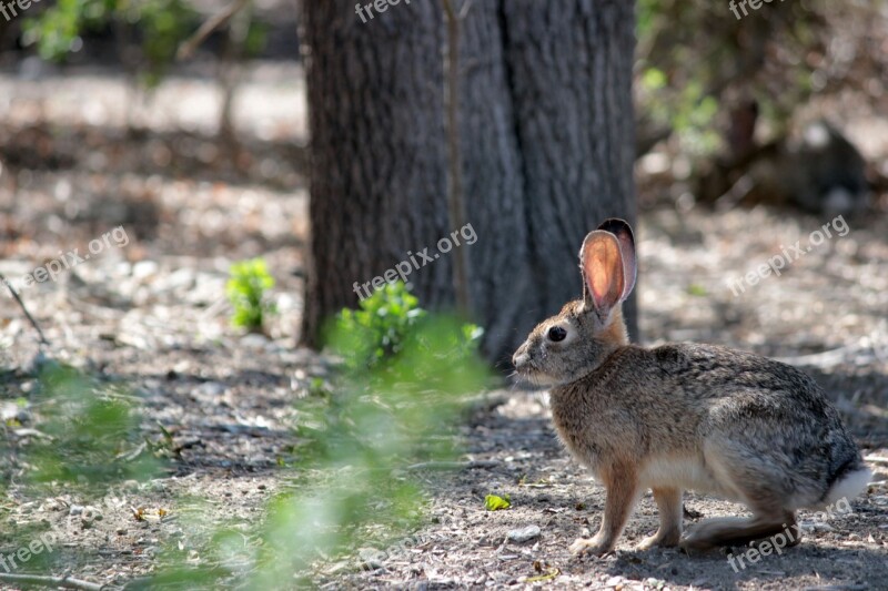 Rabbit Nature Hare Wildlife Prey