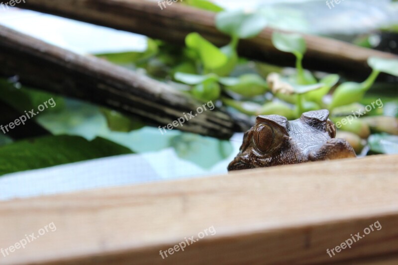 Crocodile Caiman Watching Eye Lizard