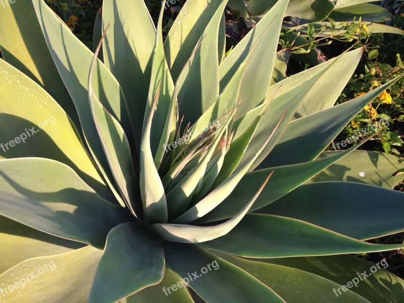 Desert Plant Nature Green Cactus