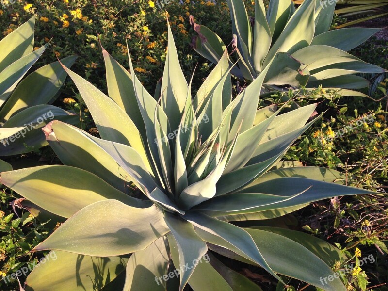 Desert Plant Nature Green Cactus