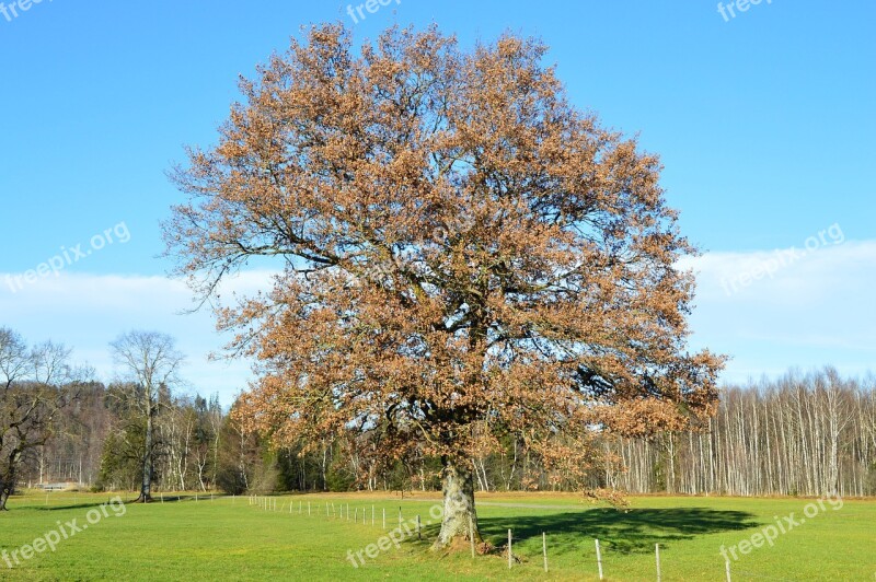 Oak Winter Green Free Photos