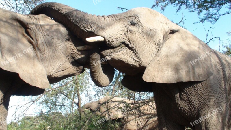 Elephants Kissing Wild Couple Greeting