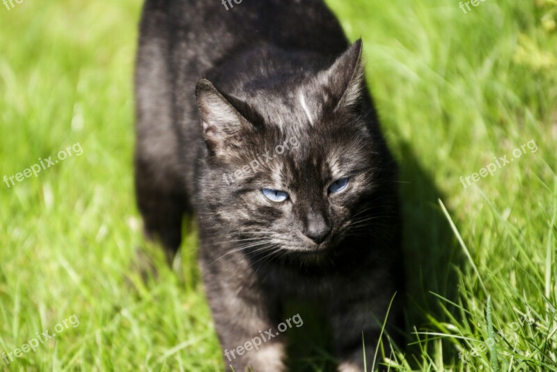 Cat Closeup Animal Kitten Look