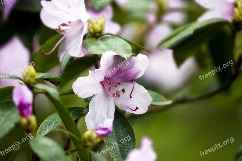 Flower Pink Flowers Nature Macro