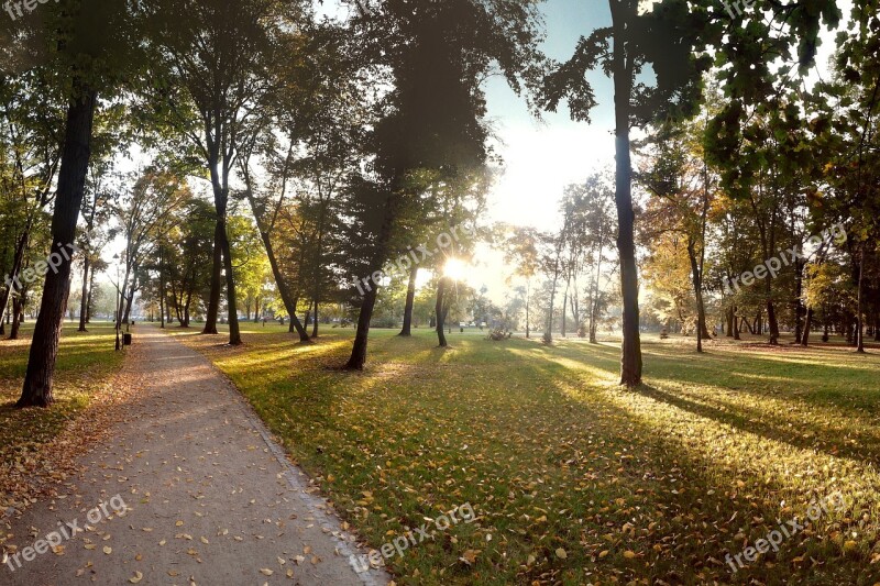 Autumn Park The Sun Tree Foliage