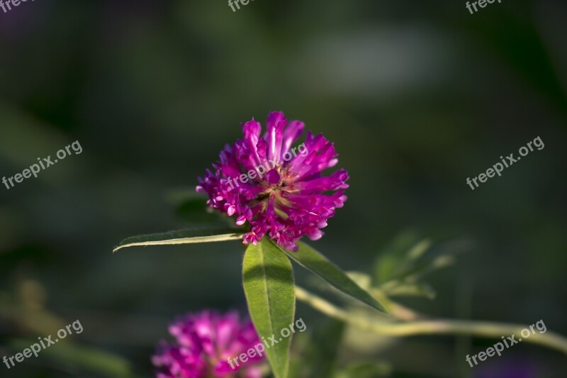 Red Clover Flower Summer Nature Clover