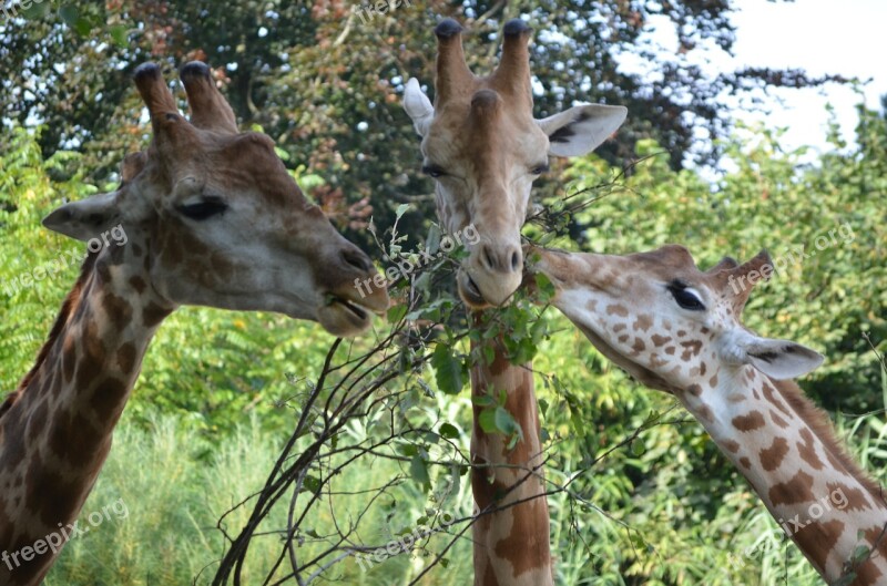 Giraffe Hungry Leaf Zoo Animal