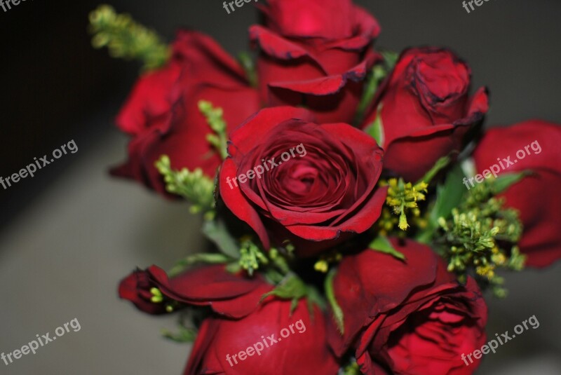 Rose Flower Red Green Love