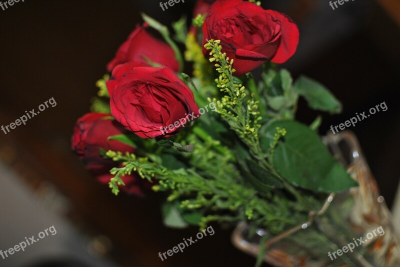 Rose Flower Red Green Love