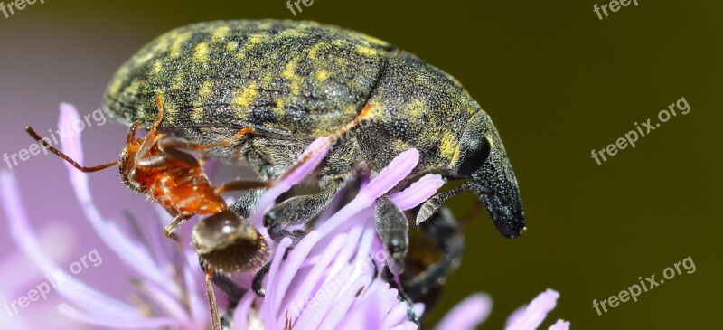 Insects Weevil Beetles Free Photos