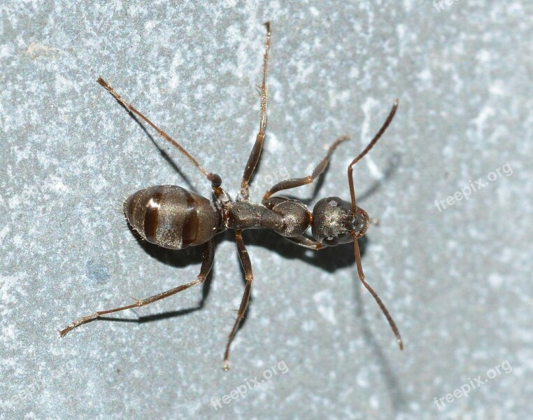 Ant Insects Serviformica Macro Free Photos